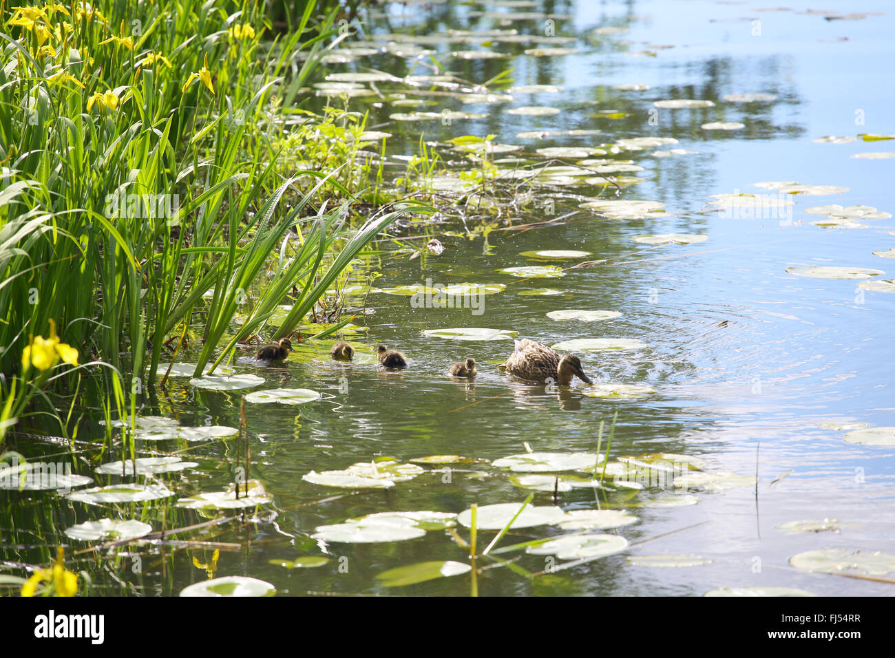 Entenfamilie mit vielen kleinen Entchen schwimmen im Teich