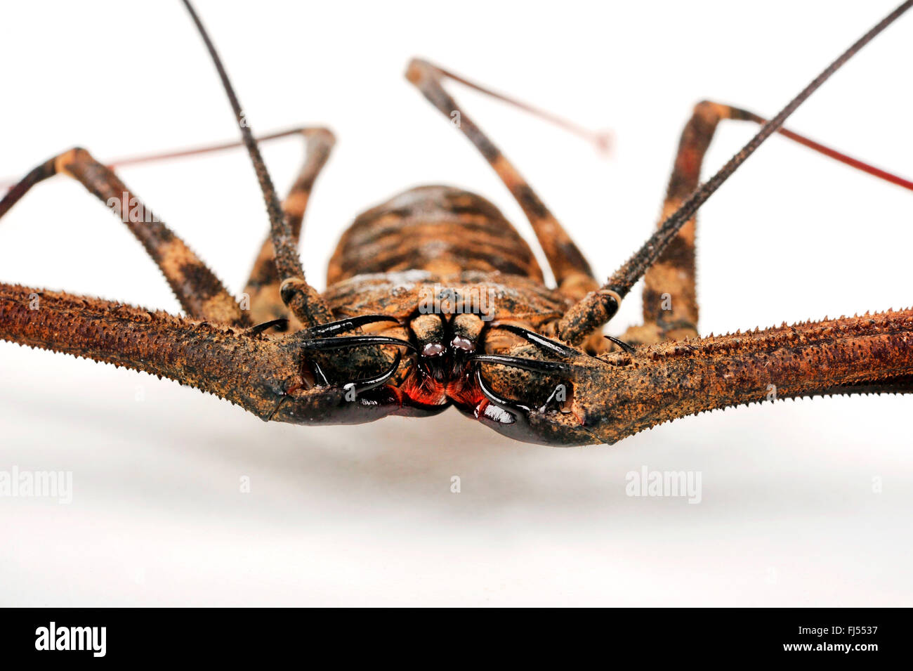 Whipscorpion, schwanzlose Whipscorpion, Tailless Peitsche Scorpion (Damon Diadema), Portrait, Ausschnitt Stockfoto