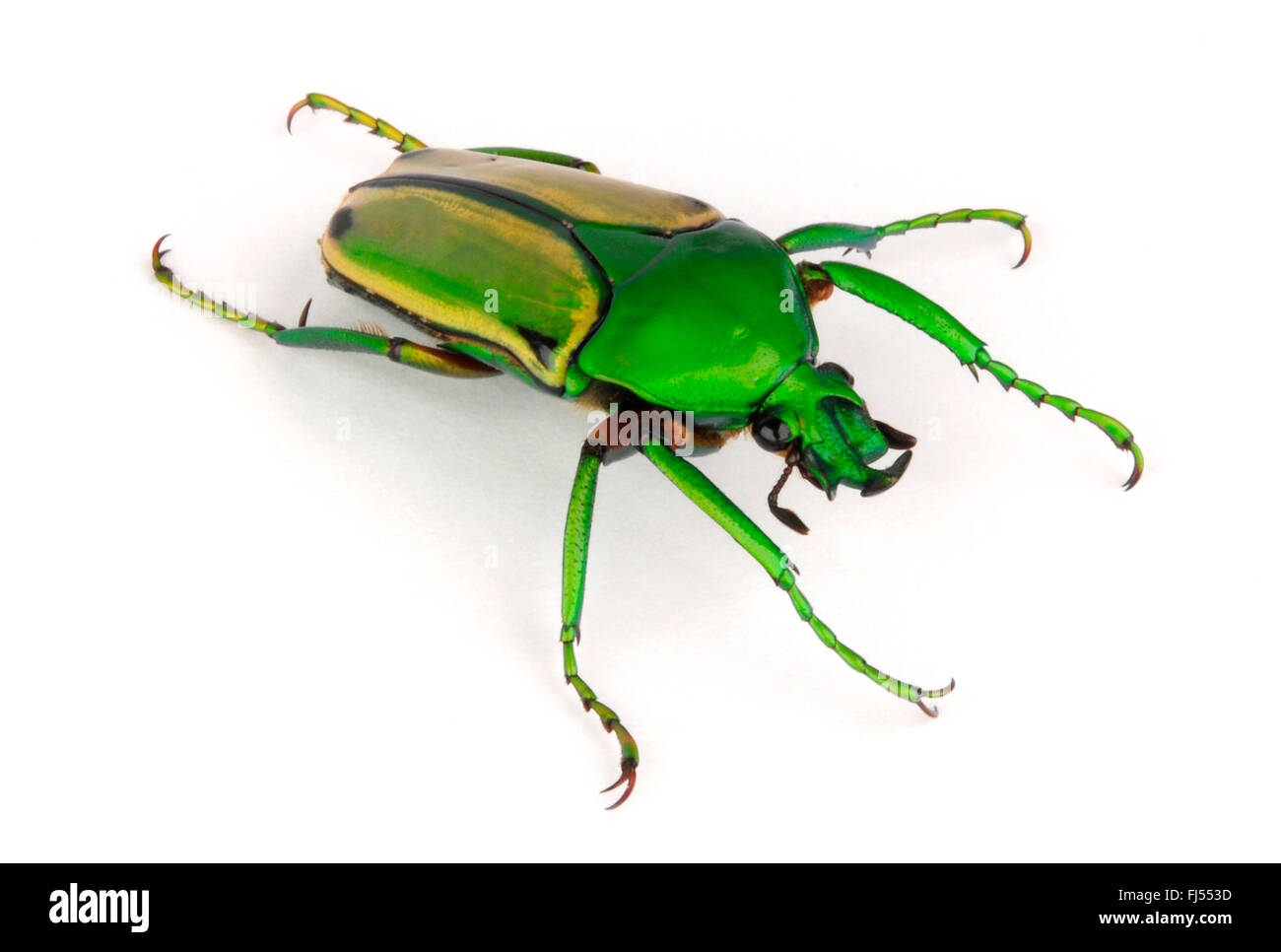 Rose Käfer; Rose Chafer (Eudicella Aurata, Cyprolais Aurata), Ausschnitt, Kamerun Stockfoto