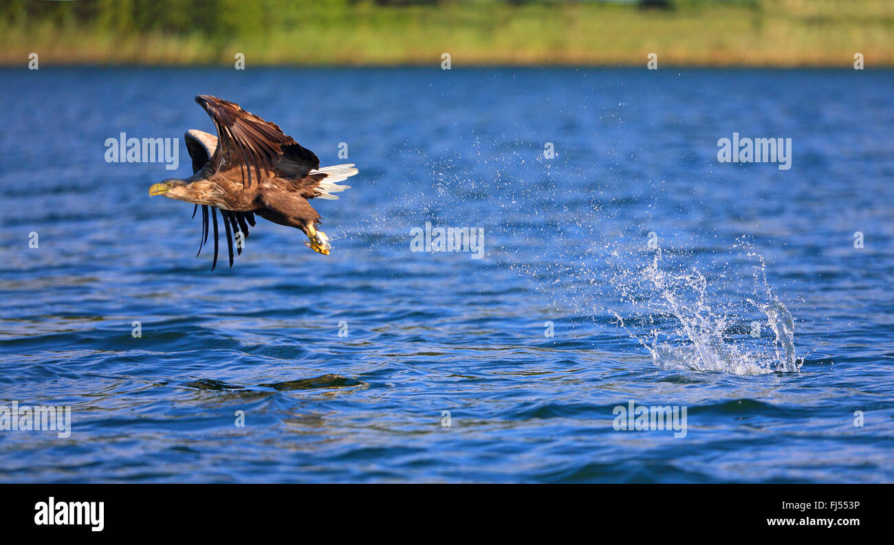 Meer Seeadler (Haliaeetus Horste) fliegen vom See mit einem Fisch, Deutschland, Mecklenburg-Vorpommern Stockfoto