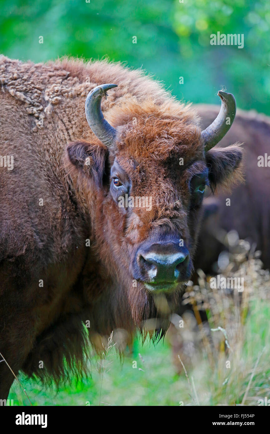 Europäische Bison, Wisent (Bison Bonasus), Portrait in der Natur, Deutschland, Mecklenburg-Vorpommern, Damerower Werder Stockfoto