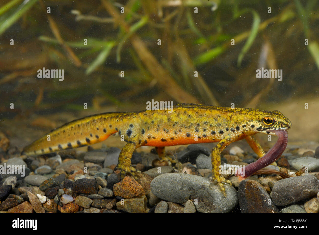 Montandon von Newt, Karpaten Molch (Lissotriton Montandoni, Triturus Montandoni), weibliche Feeds o Wurm unter Wasser, Rumänien, Karpaten Stockfoto