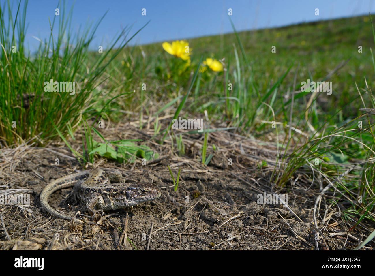 Zauneidechse (Lacerta agilis), weibliche Zauneidechse in der Rumänischen Steppe, perfekt getarnt, Rumänien, Moldau, Ia&#537; Ich Stockfoto