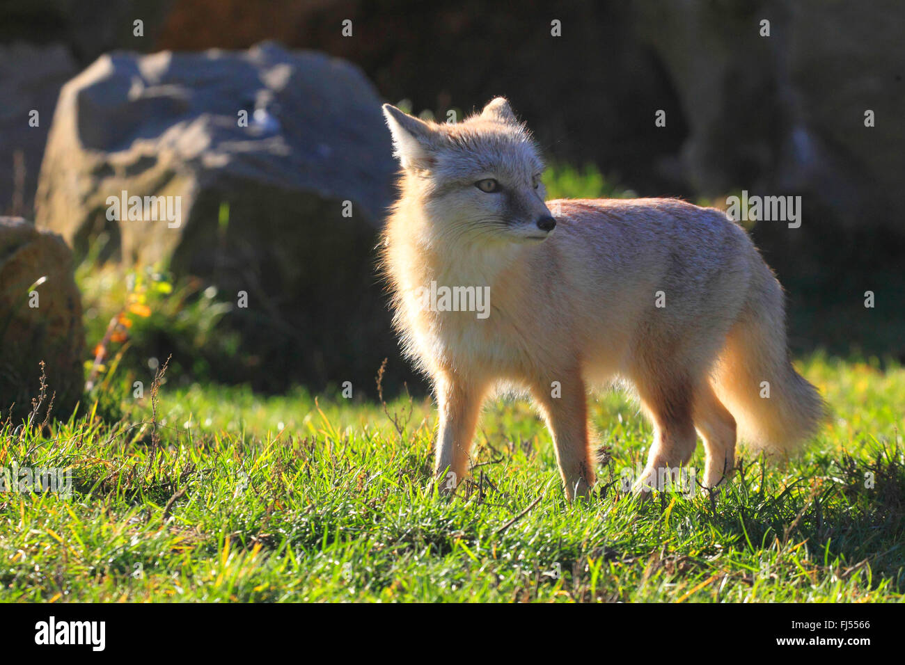 Corsac Fuchs (Vulpes Corsac), im Outdoor-Gehäuse Stockfoto