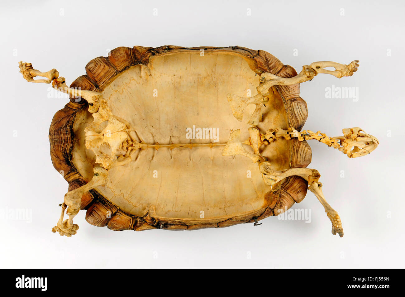 Skelett eines Schildkröte, weißer Hintergrund Stockfoto