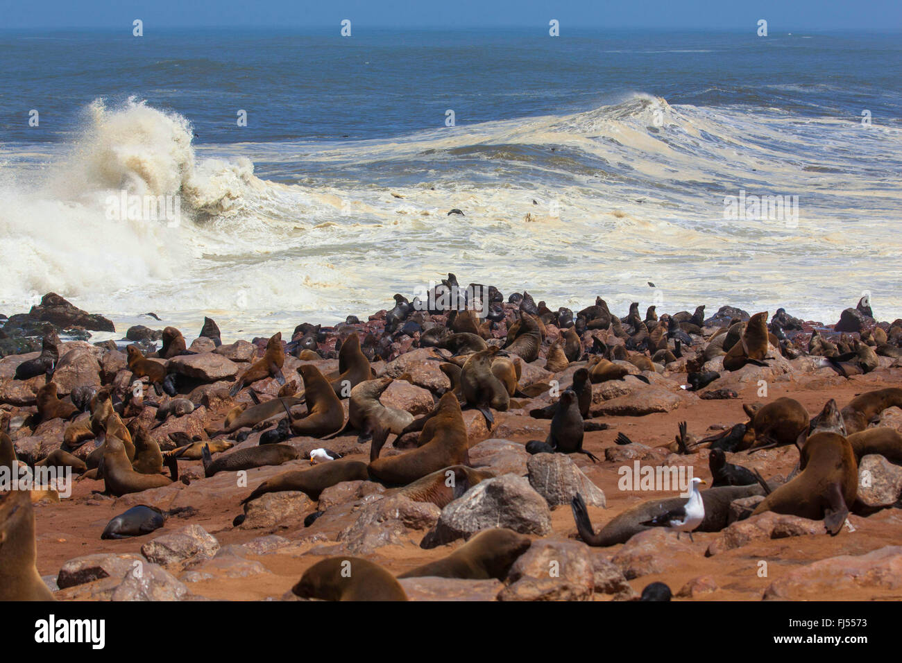 Südafrikanischer Seebär, Cape Seebär (Arctocephalus percivali percivali Arctocephalus percivali), seal Kolonie an der Küste, hohe Wellen im Hintergrund, Namibia, Cape Cross seal Reserve, Cape Cross Dichtung reservieren Stockfoto Südafrikanischer Seebär, Cape Seebär (Arctocephalus percivali percivali Arctocephalus percivali), seal Kolonie an der Küste, hohe Wellen im Hintergrund, Namibia, Cape Cross seal Reserve, Cape Cross Dichtung reservieren Stockfoto