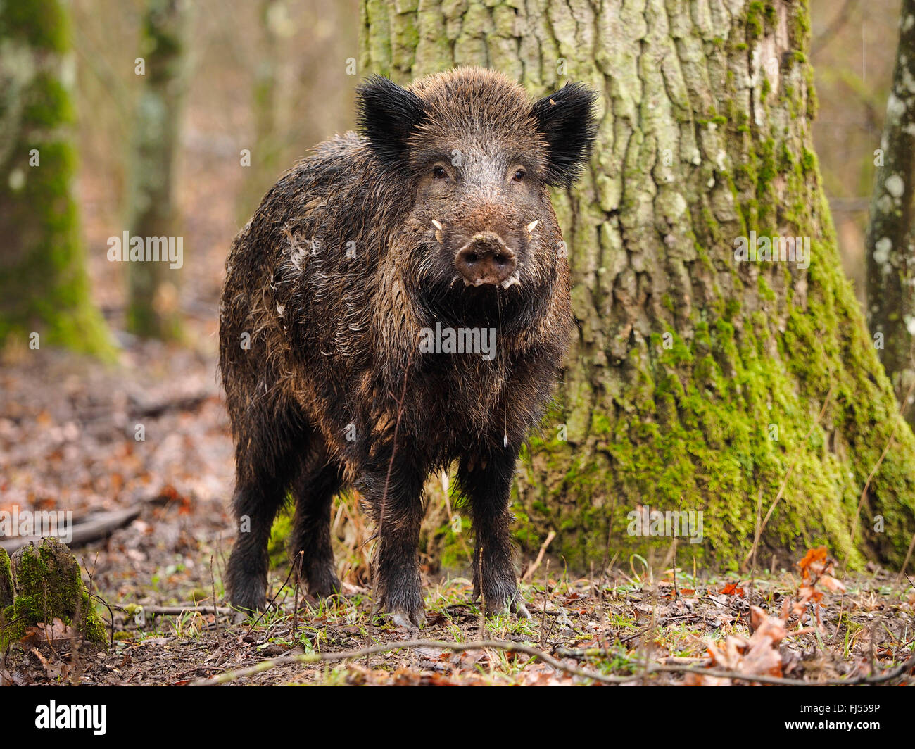 Wildschwein, Schwein, Wildschwein (Sus Scrofa), junge Tusker in schneefreien Winterforest, Deutschland, Baden-Württemberg Stockfoto