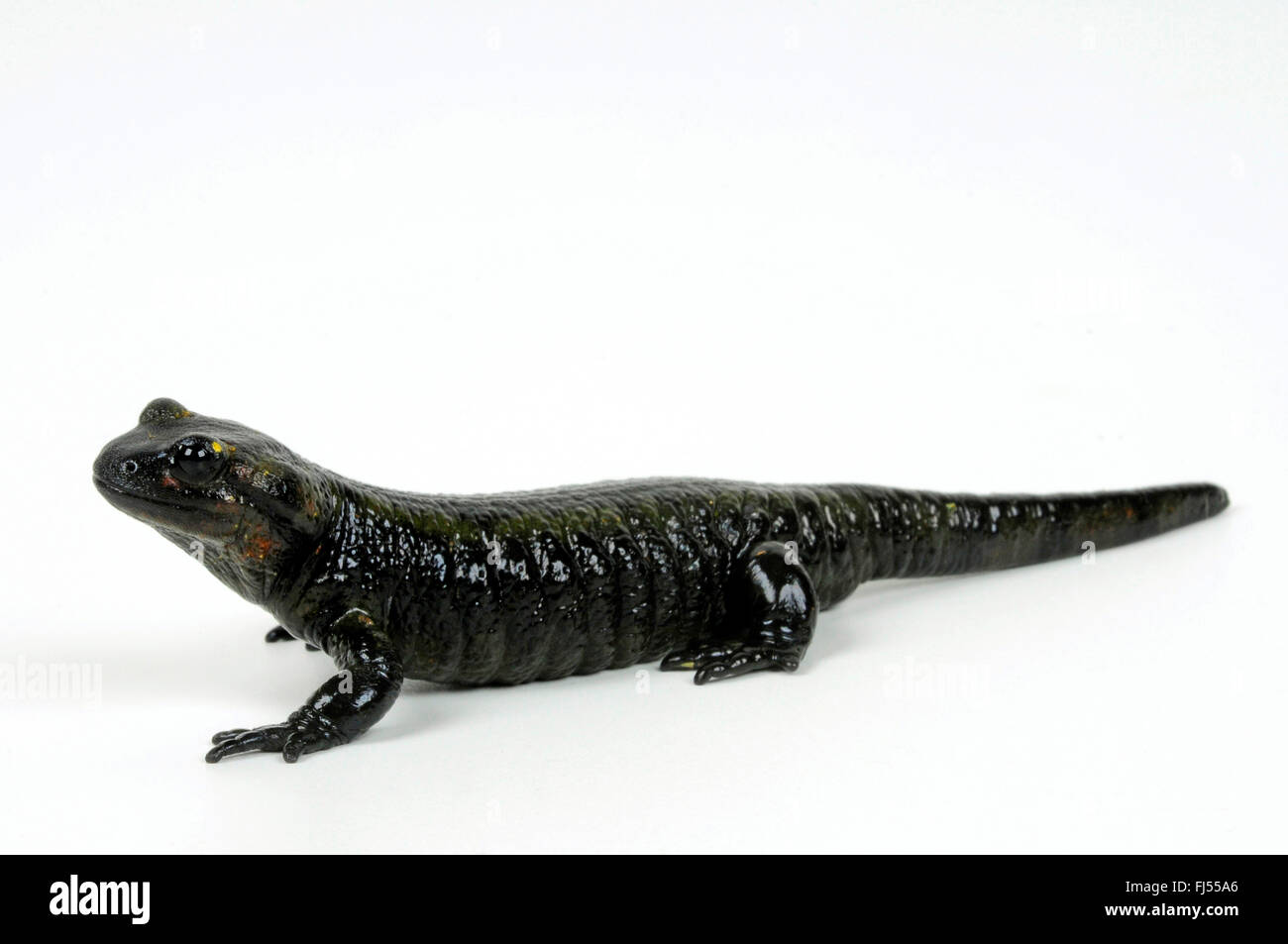 Europäische Feuersalamander (Salamandra Salamandra, Salamandra ...