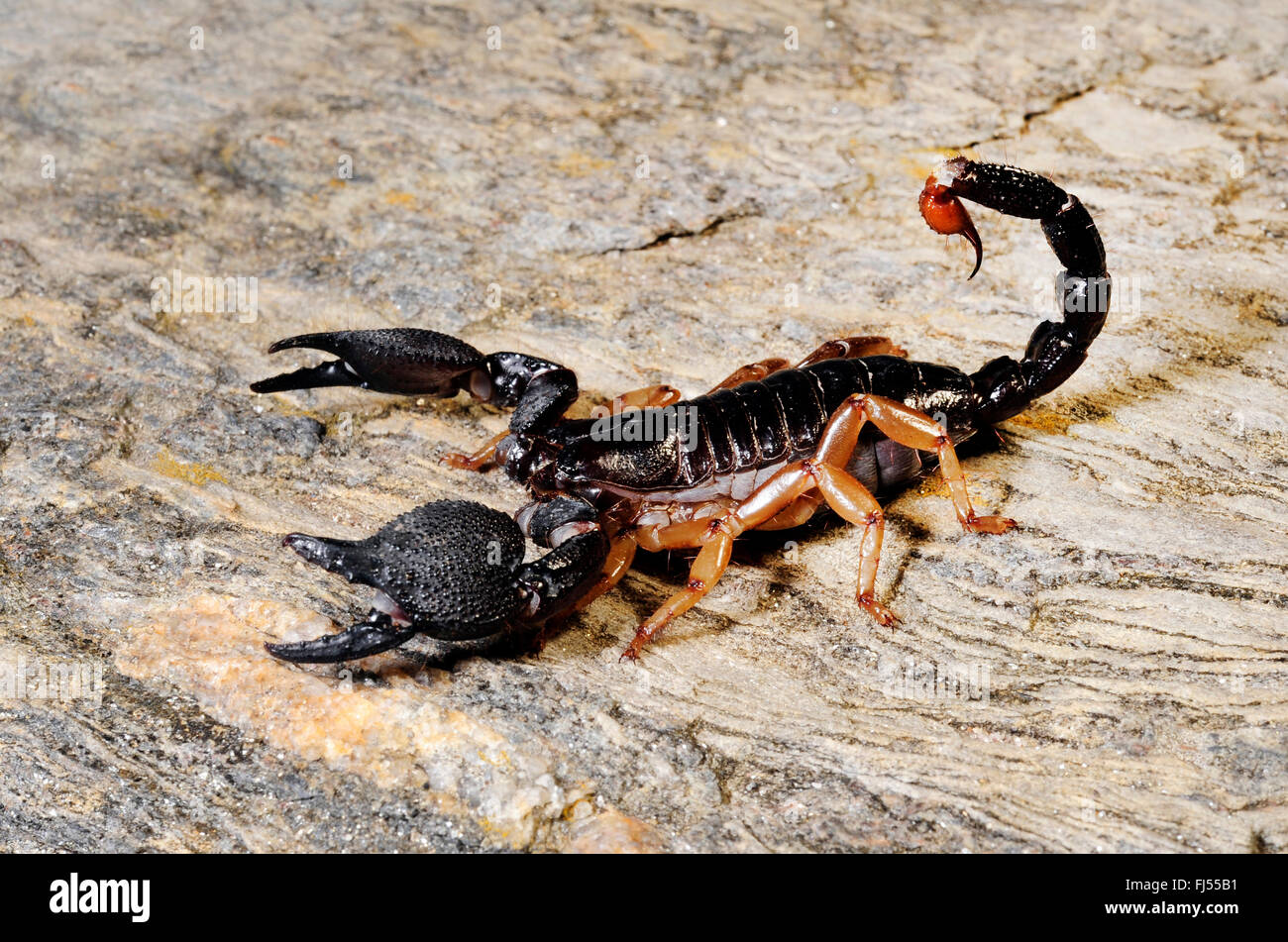 ASEAN-Skorpion (Heterometrus Mysorensis), in der Verteidigung Haltung Stockfoto