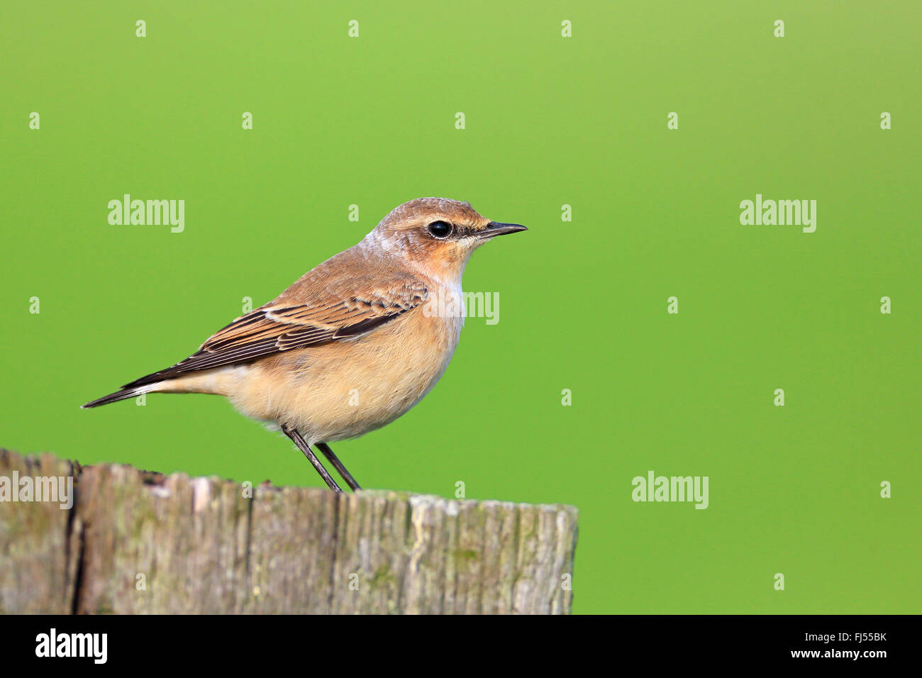 nördlichen Steinschmätzer (Oenanthe Oenanthe), weibliche sitzt auf einem Zaunpfahl, Seitenansicht, Niederlande, Friesland Stockfoto