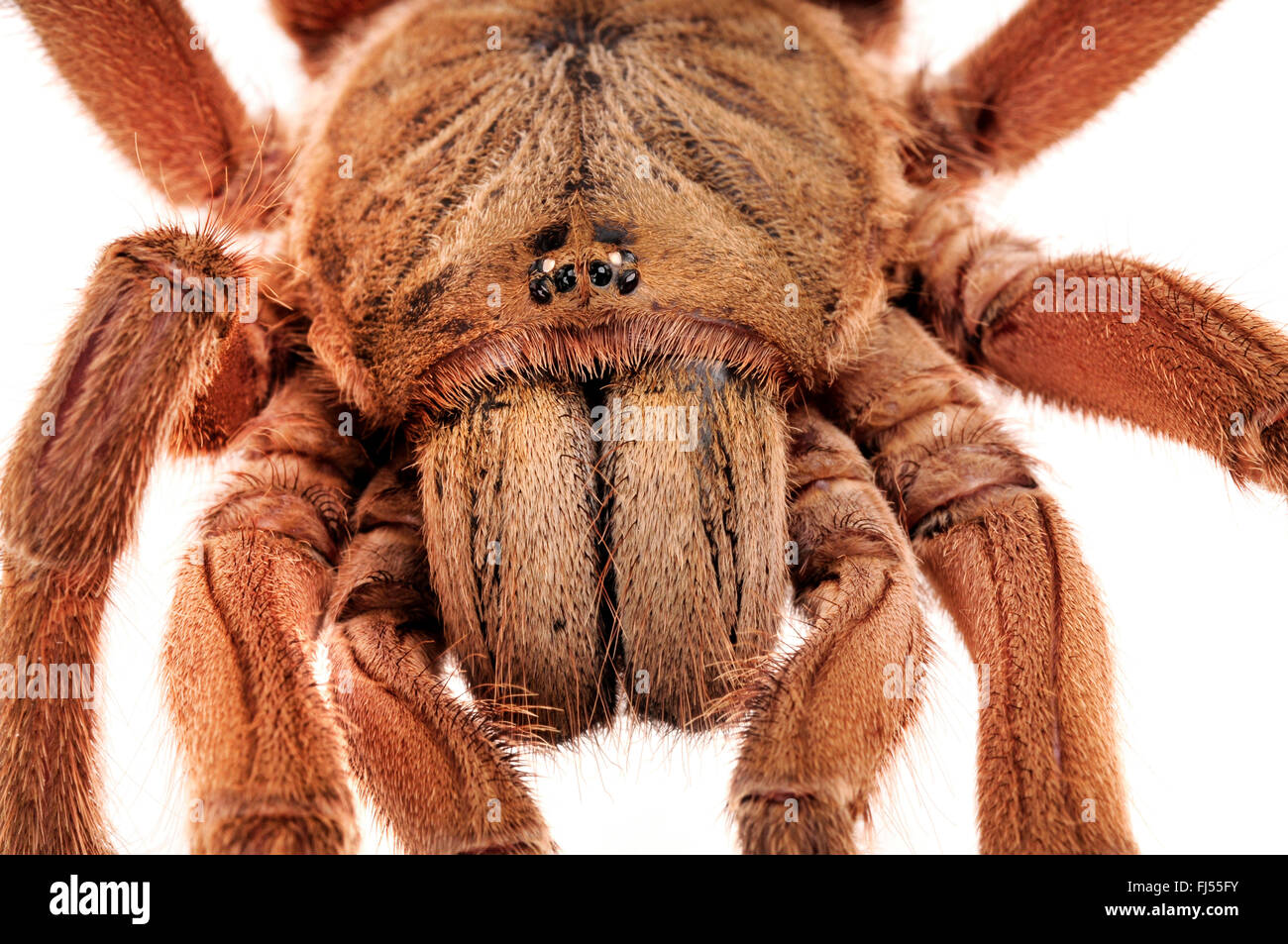 Asiatische Fawn Tarantula (Chilobrachys Huahini), Cheliceras, Thailand Stockfoto