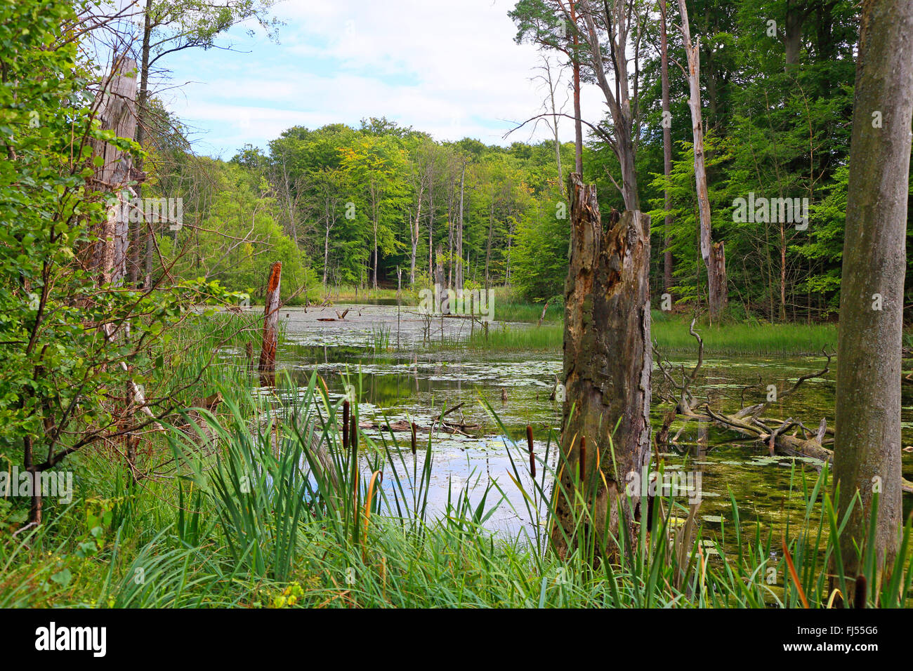 Schweingartensee im Müritz Nationalpark, Deutschland, Mecklenburg-Vorpommern, Müritz Nationalpark, Serrahn Stockfoto