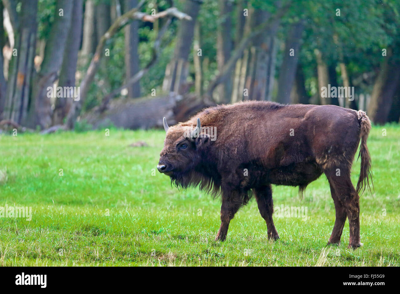 Europäische Bison, Wisent (Bison Bonasus), junger Stier stehen auf einer Wiese, Seitenansicht, Deutschland, Mecklenburg-Vorpommern, Damerower Werder Stockfoto