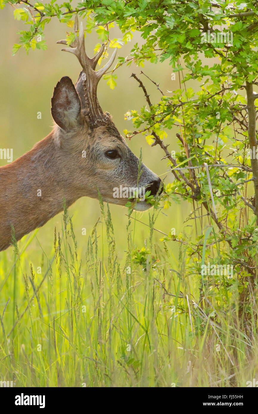 Reh (Capreolus Capreolus), buck RSS-Feeds, Deutschland, Brandenburg Stockfoto