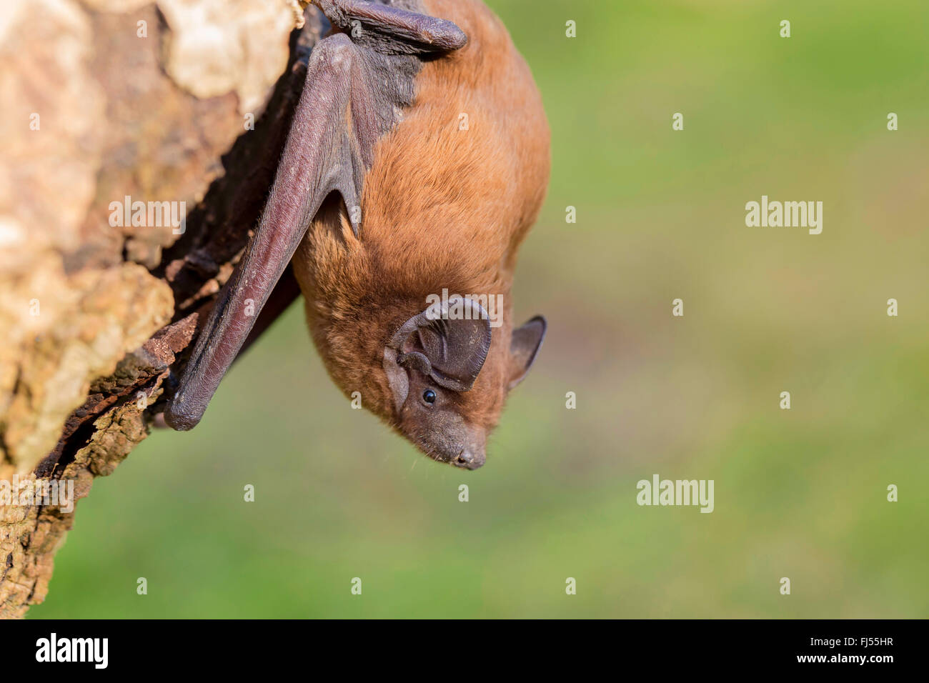 Leisler die Fledermaus (Nyctalus Leisleri), an einen Baumstamm, Niederbayern, Niederbayern, Bayern, Deutschland Stockfoto