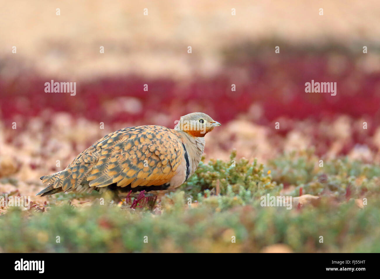 schwarzbäuchigen Sandgrouse (Pterocles Orientalis), männliche sitzen in der Halbwüste, seitliche Ansicht, Kanarischen Inseln, Fuerteventura Stockfoto