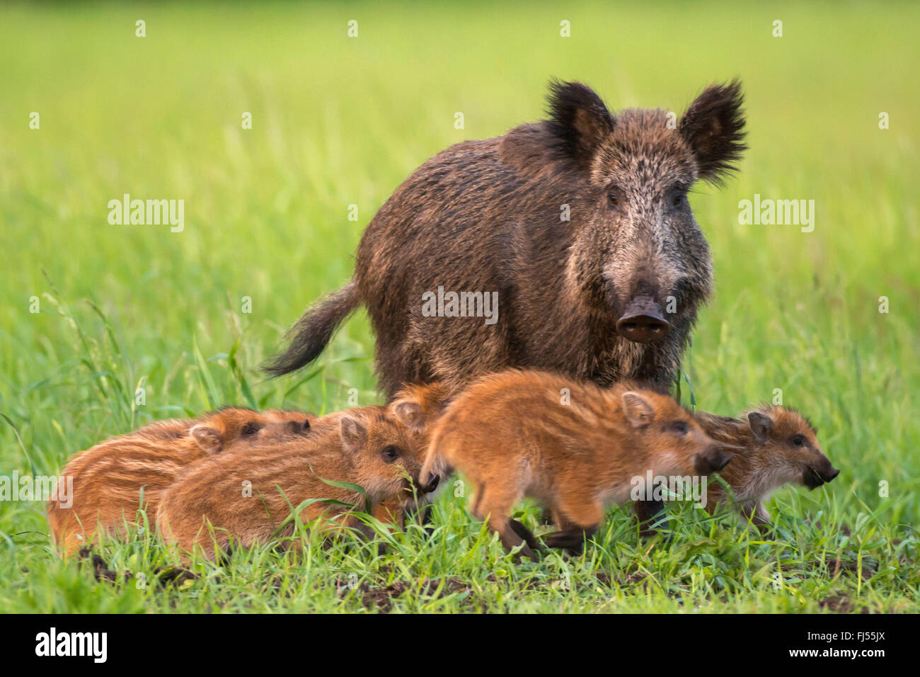 Wildschwein, Schwein, Wildschwein (Sus Scrofa), Bache mit Runts, Deutschland, Brandenburg Stockfoto