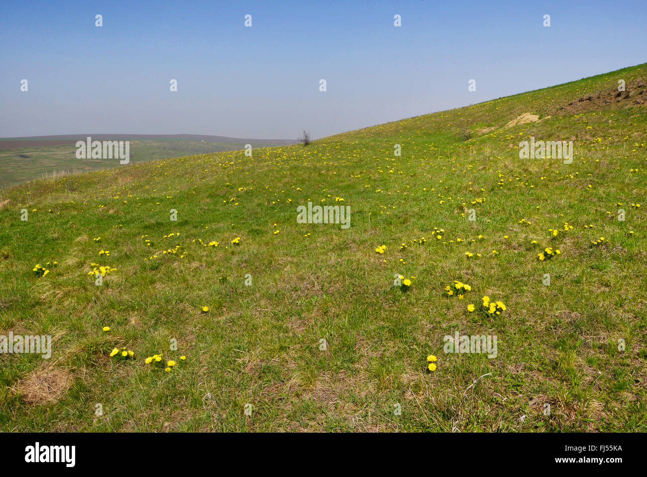 Rumänische Steppe in der Nähe der Grenze zu Moldawien, Rumänien Stockfoto