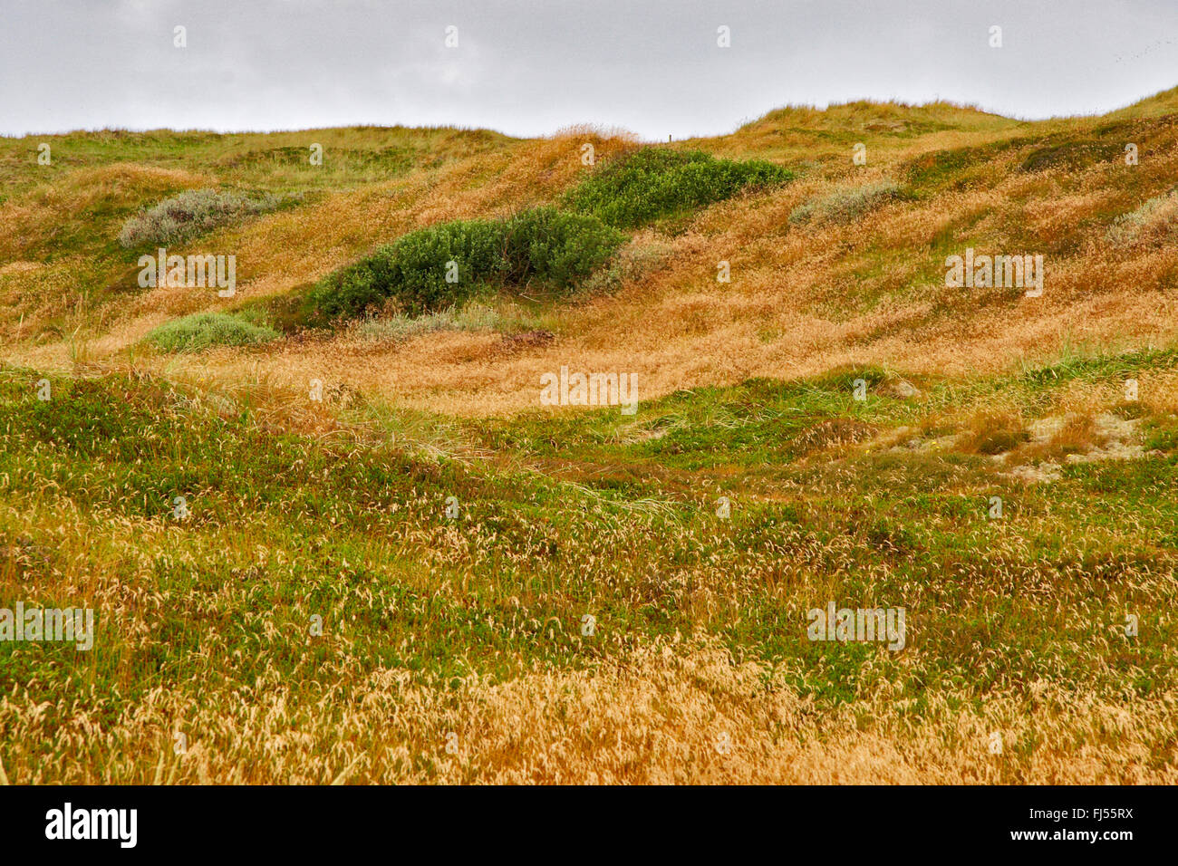 Rasen-grown Dünenlandschaft der Nordseeküste, Dänemark, Juetland, Nationalpark Thy Stockfoto