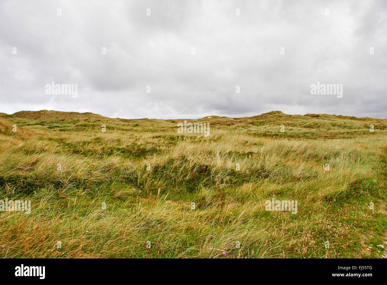 Rasen-grown Dünenlandschaft der Nordsee Küste, Dänemark, Jütland, Nationalpark Thy Stockfoto
