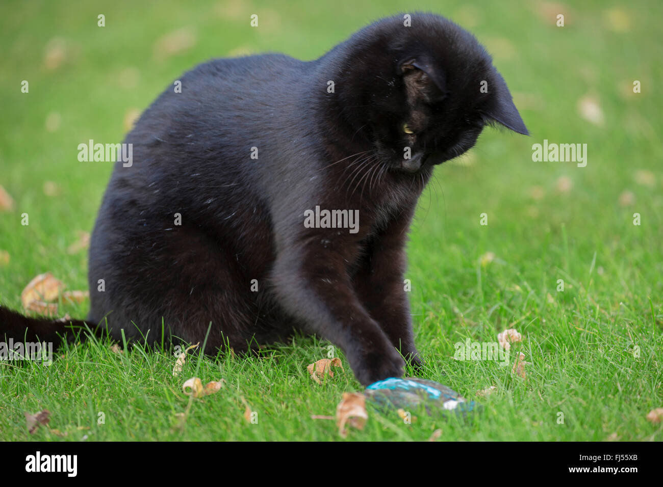 Katze Futtersuche Stockfotos und -bilder Kaufen - Alamy