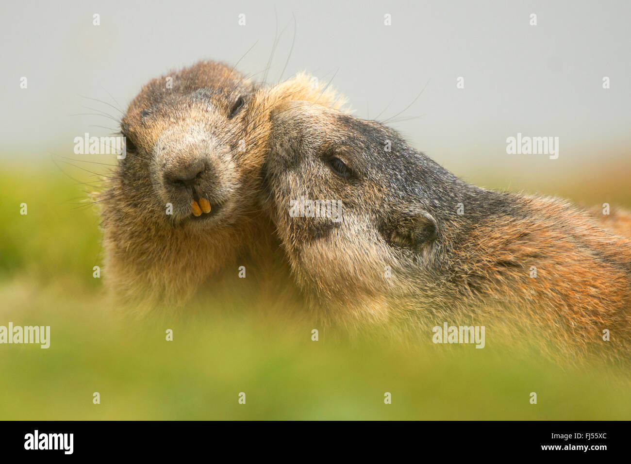 Alpen-Murmeltier (Marmota Marmota), zwei Murmeltiere in der Liebe, Großglockner, Nationalpark Hohe Tauern, Kärnten, Österreich Stockfoto
