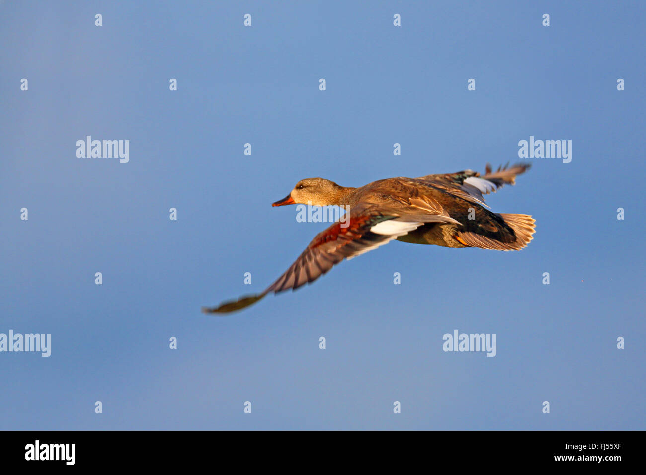 Gadwall (Anas Strepera, Mareca Strepera), fliegende Drake, Niederlande, Friesland Stockfoto