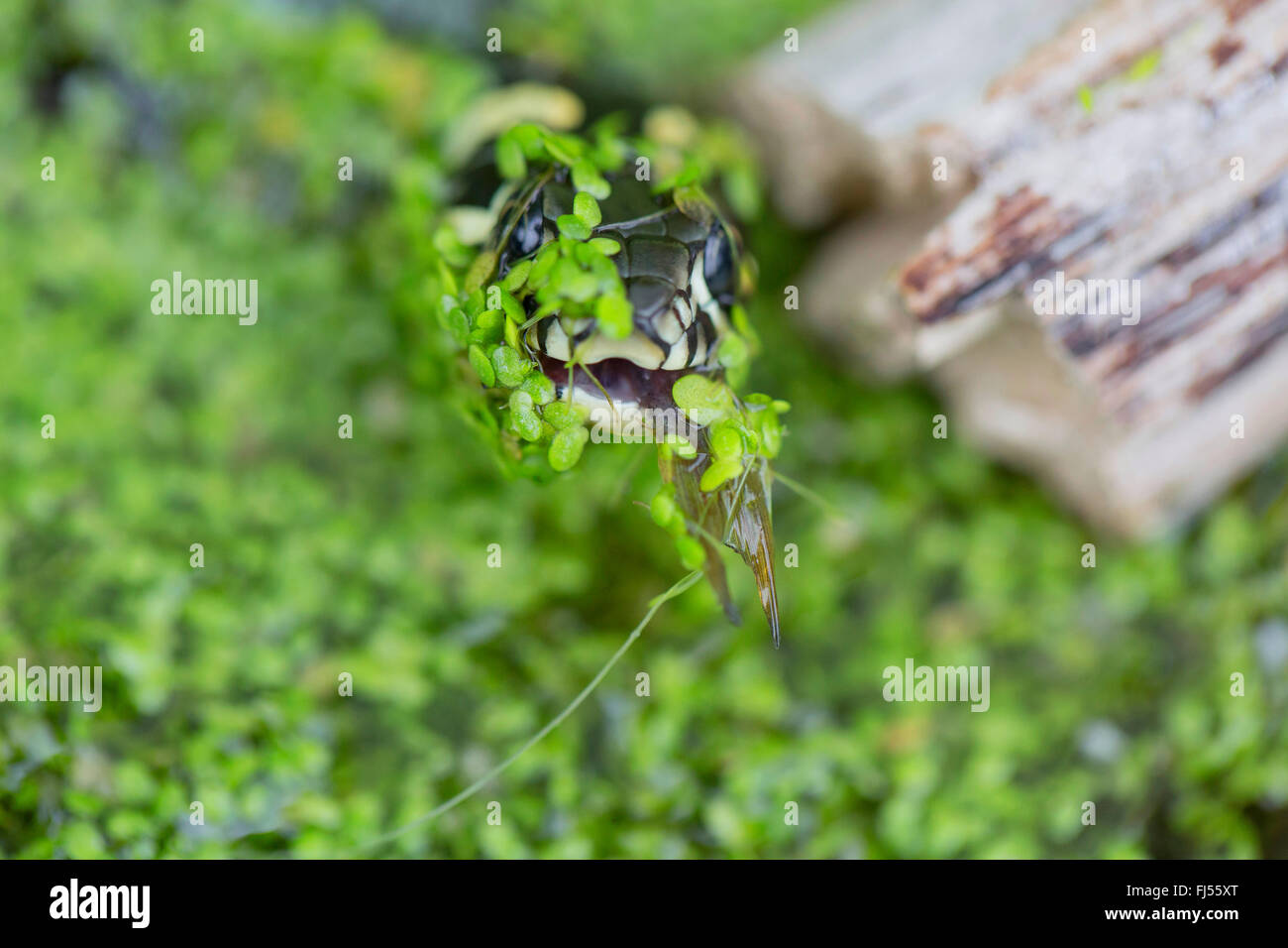 Ringelnatter (Natrix Natrix), fing einen Fisch bedeckt mit Wasserlinsen, Niederbayern, Niederbayern, Bayern, Deutschland Stockfoto