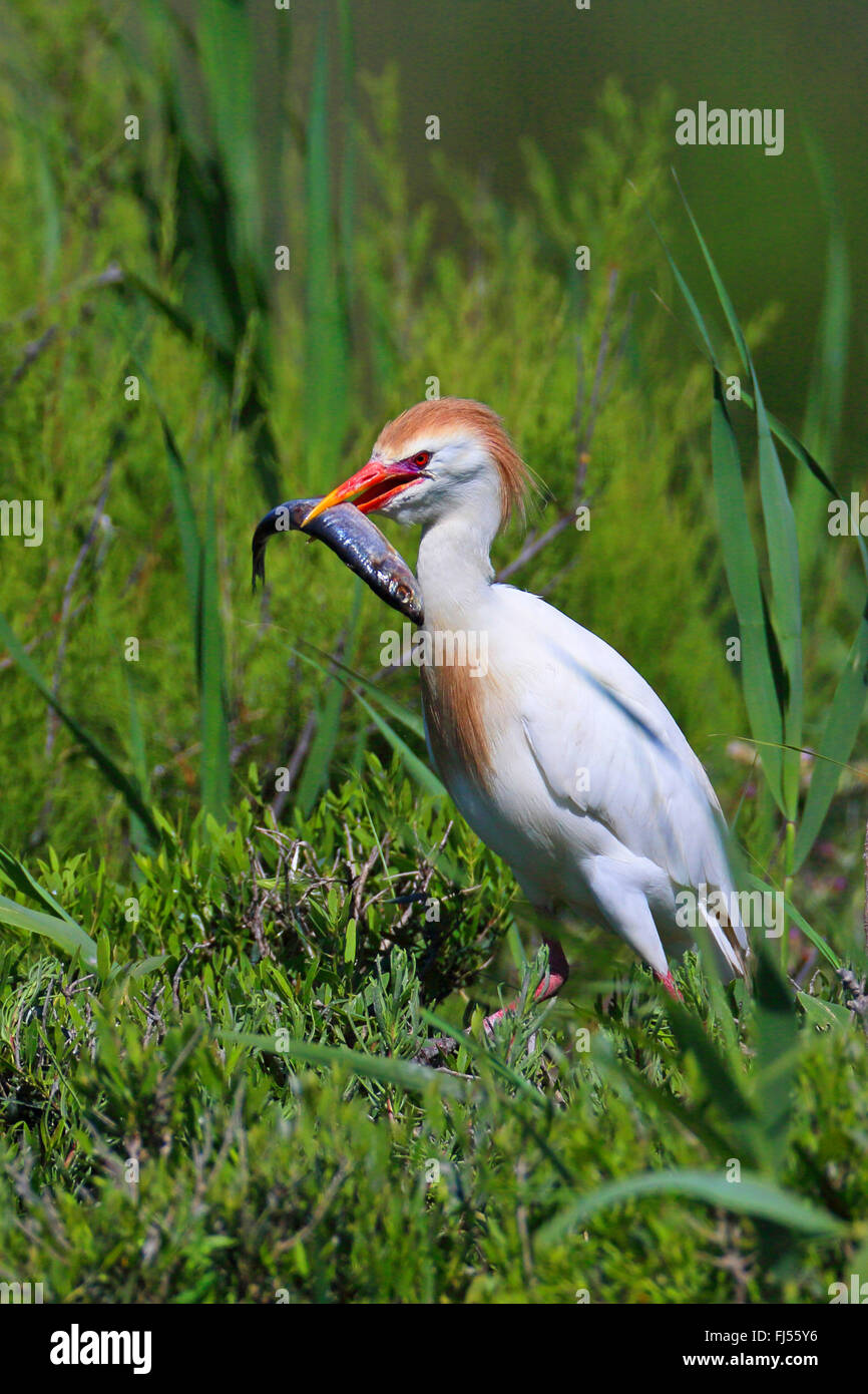 Kuhreiher, Buff-backed Reiher (Ardeola Ibis, Bubulcus Ibis), in der Zucht Gefieder, mit einem Fisch in der Stückliste, Frankreich, Camargue Stockfoto