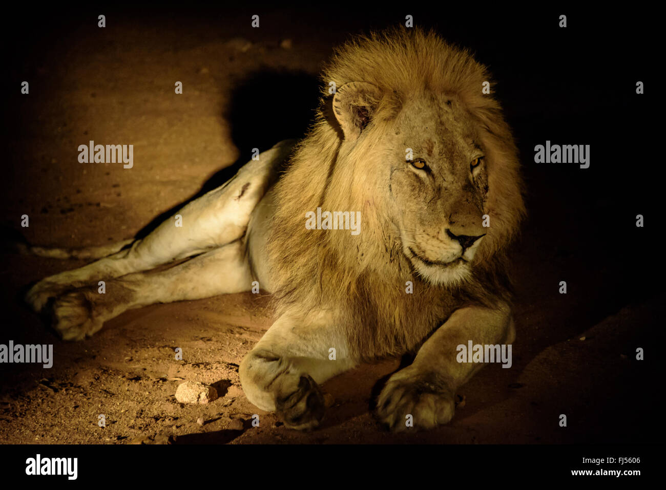 Männlicher Löwe ruht in der Nacht Stockfoto