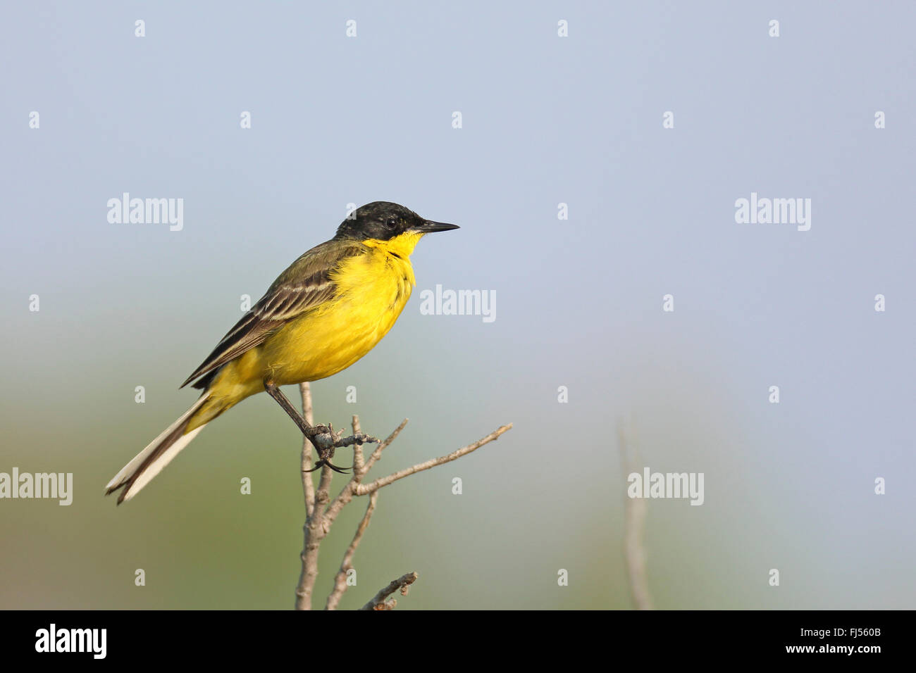 Black-headed Bachstelze (Motacilla Feldegg, Motacilla Flava Feldegg), männliche sitzt auf einem Busch, Seitenansicht, Griechenland, Evrosdelta Stockfoto