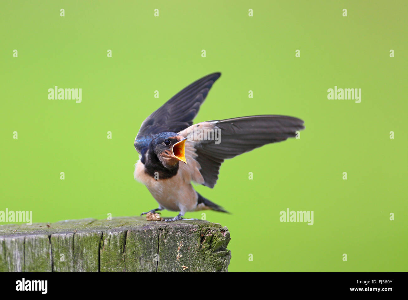 Rauchschwalbe (Hirundo Rustica), juvenile Vögel essen, Niederlande, Utrecht gefordert Stockfoto