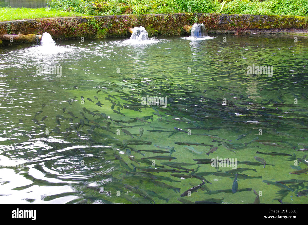 braune Forelle, Bachforelle, Bachforelle (Salmo Trutta Fario), Forellen