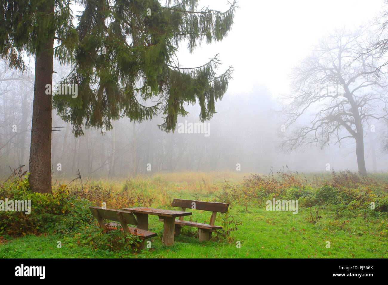 Sitzgruppe im Herbst Nebel, Deutschland, Baden-Württemberg Stockfoto