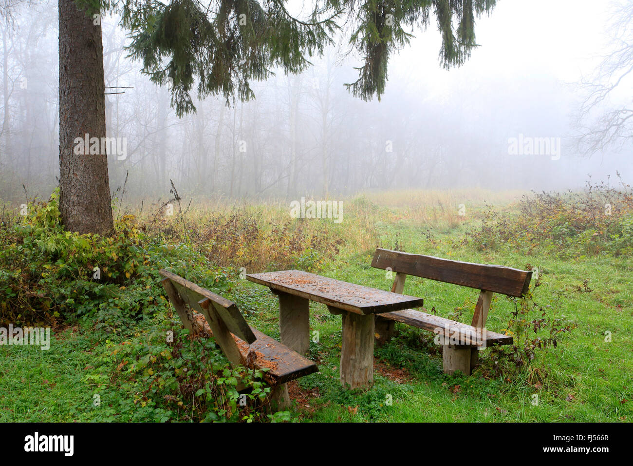 Holzsitz Gruppe im Herbst Nebel, Deutschland, Baden-Württemberg Stockfoto