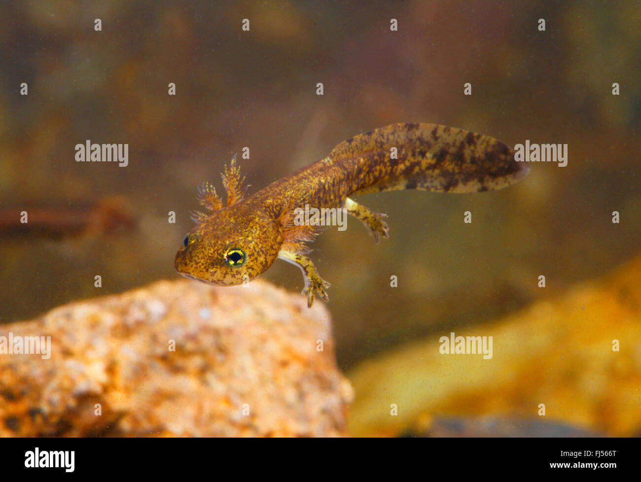 Europäische Feuersalamander (Salamandra Salamandra, Salamandra Salamandra Terrestris), Larve einer europäischen Feuersalamander, Deutschland, Nordrhein-Westfalen, Bergisches Land Stockfoto