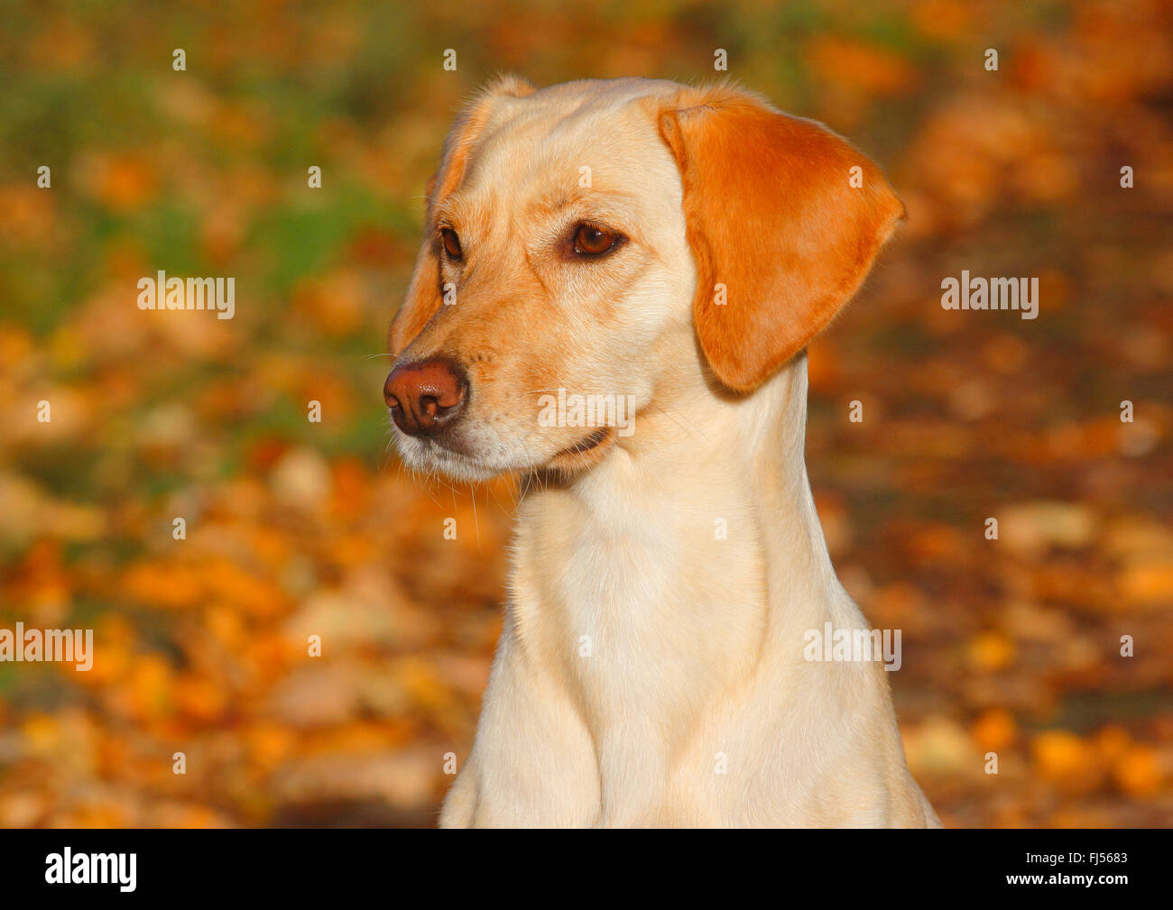 Mischling Hund (Canis Lupus F. Familiaris), Magyar Vizsla Labrador  Mischling Hund sitzt im Herbstlaub, Porträt, Deutschland Stockfotografie -  Alamy