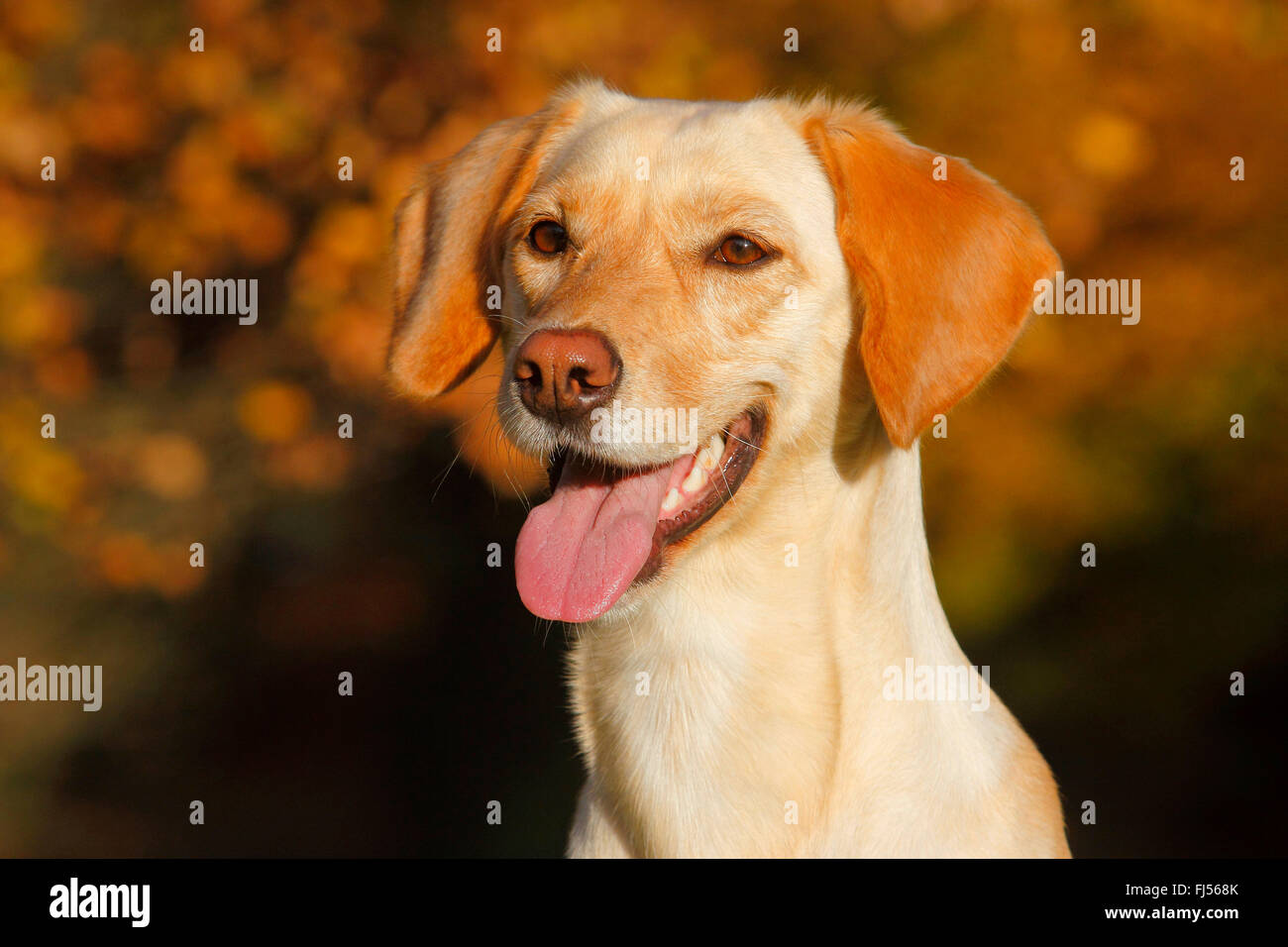 Mischling Hund (Canis Lupus F. Familiaris), Magyar Vizsla Labrador Mischling Hund mit Zunge hängt heraus, Porträt, Deutschland Stockfoto