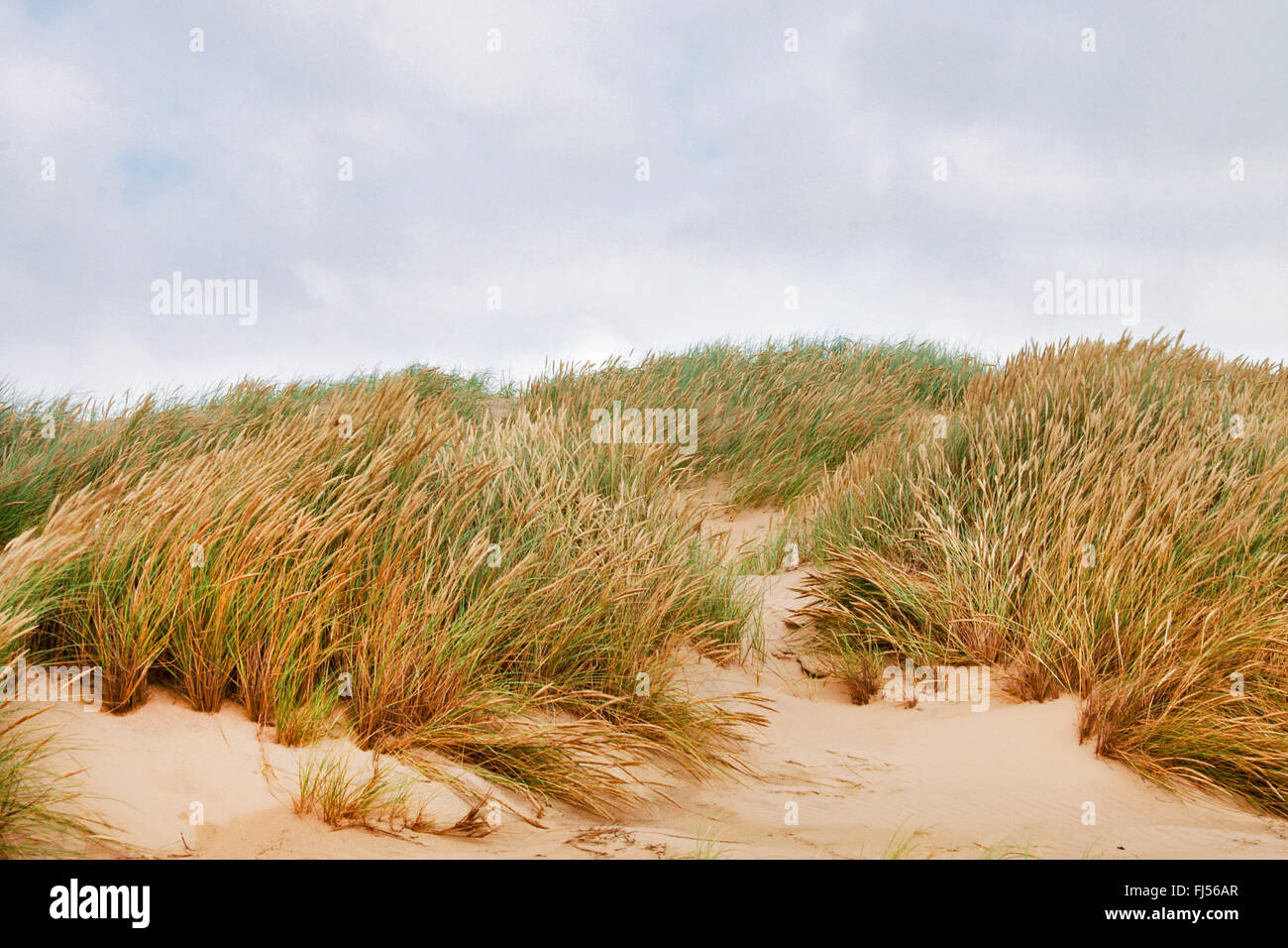 Strandhafer, Europäische Strandhafer, Dünengebieten Grass, Psamma, Meer Sand-Reed (Ammophila Arenaria), Dünen mit Strandhafer, Dänemark, Juetland, Nationalpark Thy Stockfoto