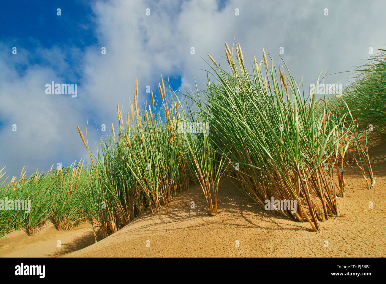 Strandhafer, Europäische Strandhafer, Dünengebieten Grass, Psamma, Meer Sand-Reed (Ammophila Arenaria), Dünen mit Strandhafer, Dänemark, Juetland, Nationalpark Thy Stockfoto