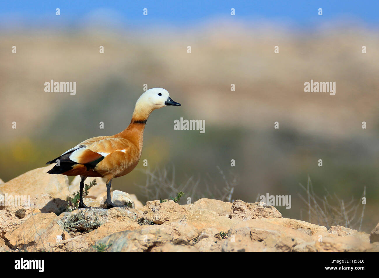 Ruddy Brandgans (Tadorna Ferruginea, Casarca Ferruginea), Männlich, stehend in der Halbwüste, Kanarischen Inseln, Fuerteventura Stockfoto