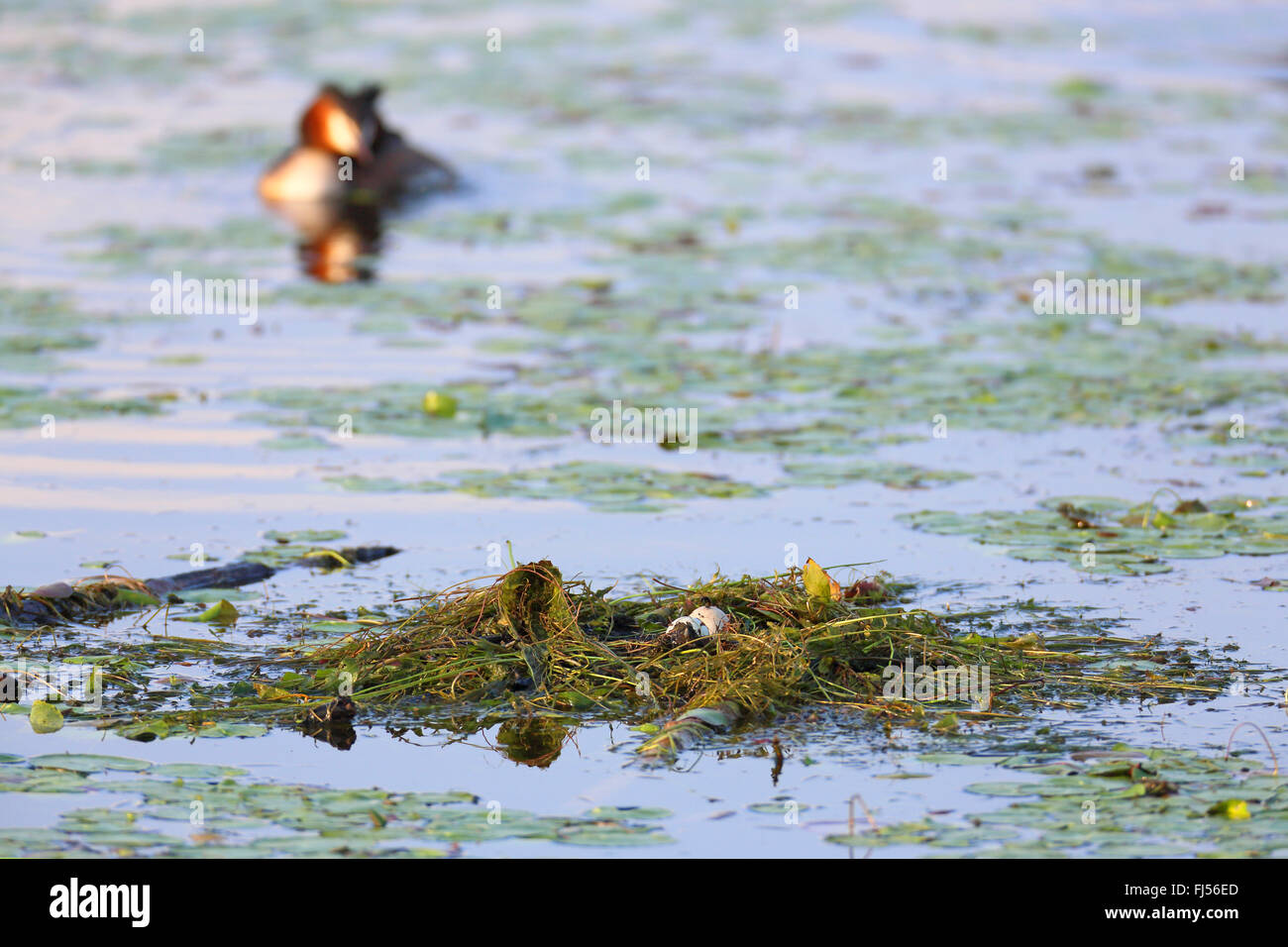 Great crested Haubentaucher (Podiceps Cristatus), schwimmt zum Nest mit Eiern, Griechenland, See Kerkini Stockfoto