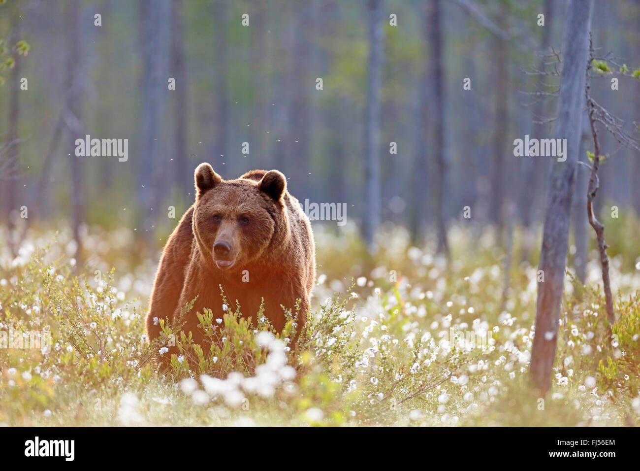 Europäischer Braunbär (Ursus Arctos Arctos), zu Fuß in einen Sumpf mit Wollgras, Hintergrundbeleuchtung, Finnland, Vartius Stockfoto