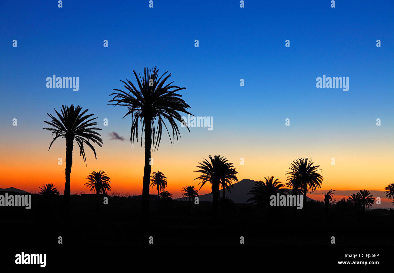 Kanarische Insel Dattelpalme (Phoenix Canariensis), Handflächen vor Sonnenaufgang, Kanarischen Inseln, Fuerteventura, Antigua Stockfoto