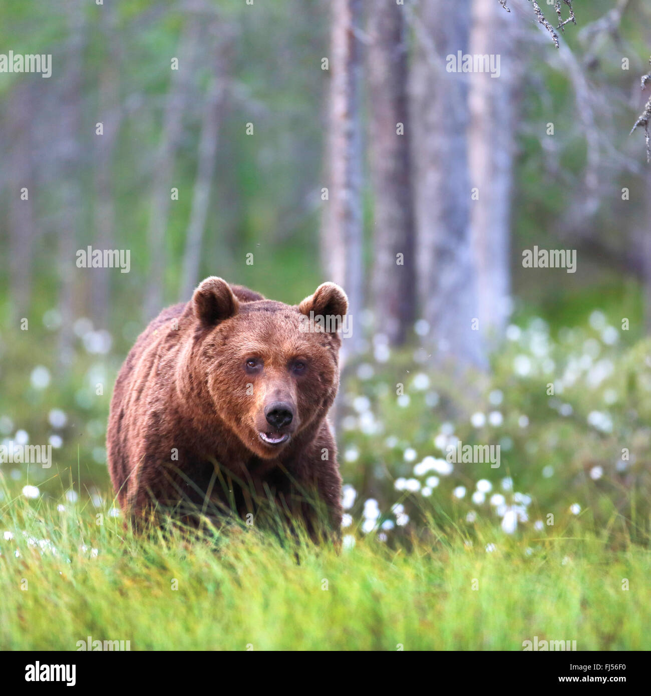 Europäischer Braunbär (Ursus Arctos Arctos), zu Fuß in einen Sumpf mit Wollgras, Finnland, Vartius Stockfoto