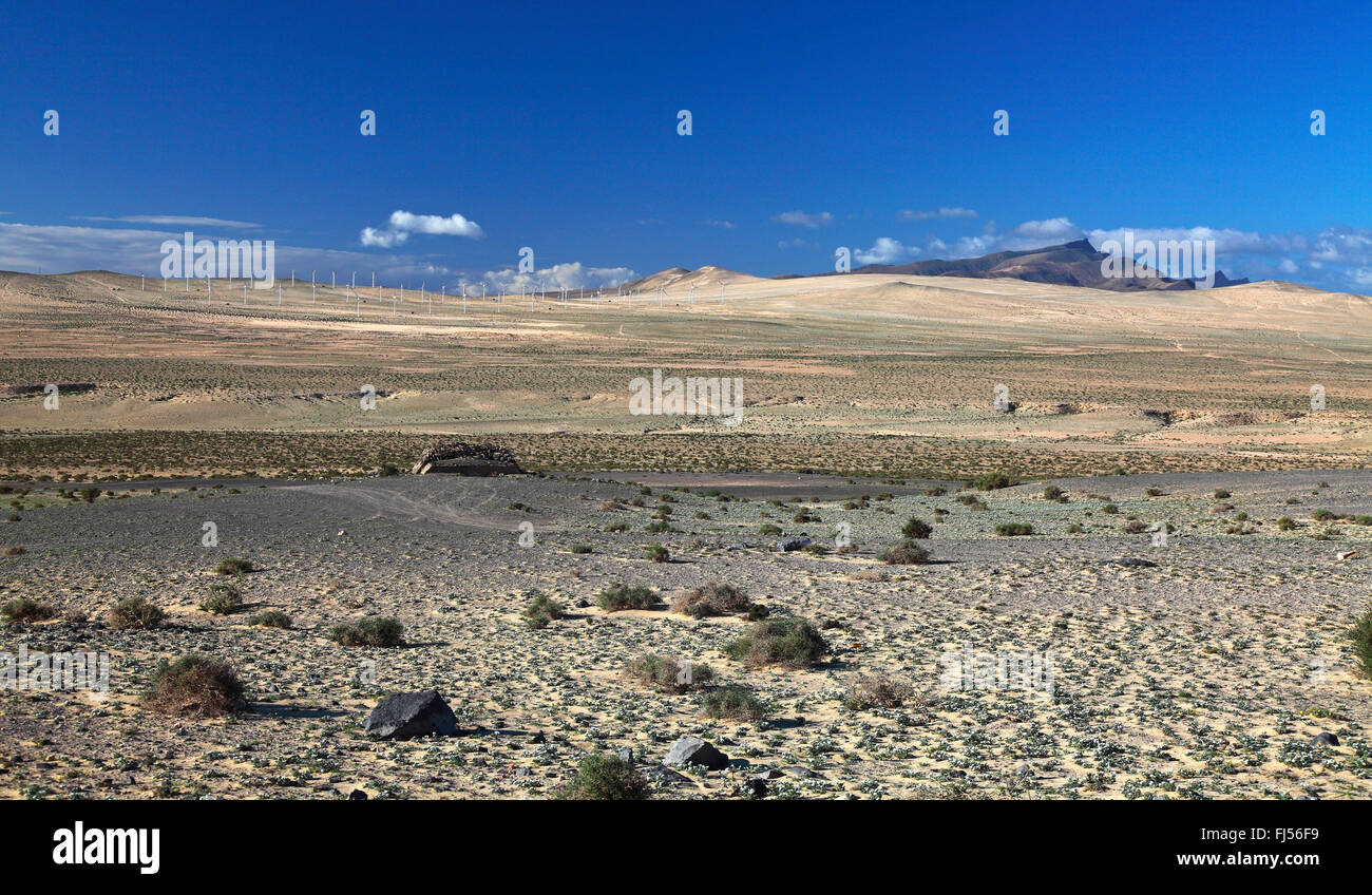 Halbwüste Istmo De La Pared, Kanarischen Inseln, Fuerteventura Stockfoto