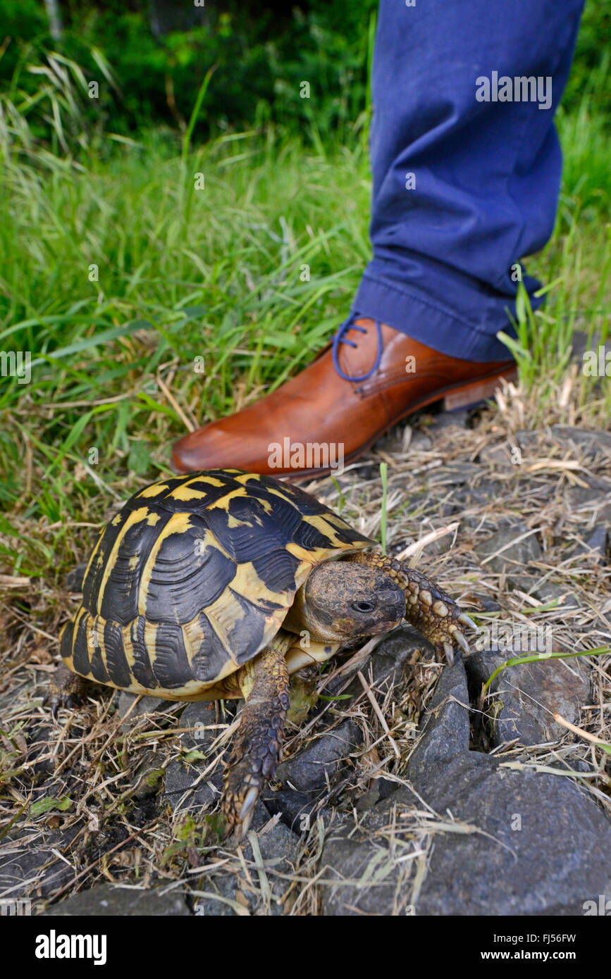 Hermanns Schildkröte, Griechische Schildkröte (Testudo Hermanni), Größenvergleich zu einem Fuß Stockfoto