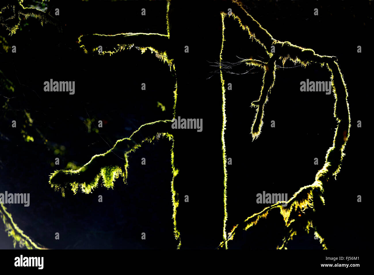 moosigen Baumstamm bei Gegenlicht, Frankreich, Savoie, Haute-Savoie Stockfoto