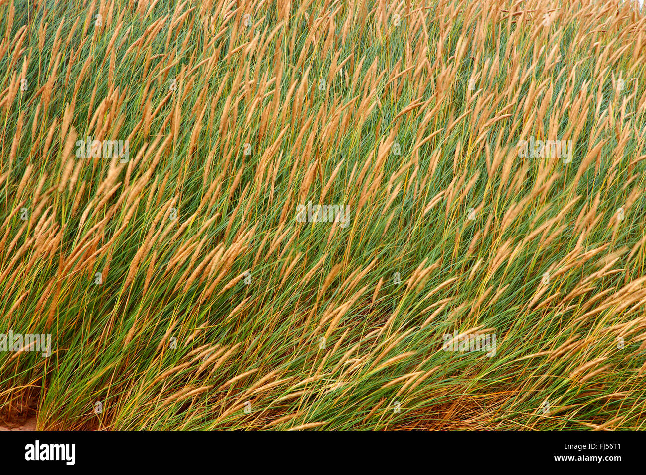 Strandhafer, Europäische Strandhafer, Dünengebieten Grass, Psamma, Meer Sand-Reed (Ammophila Arenaria), blühen, Dänemark, Juetland, Nationalpark Thy Stockfoto