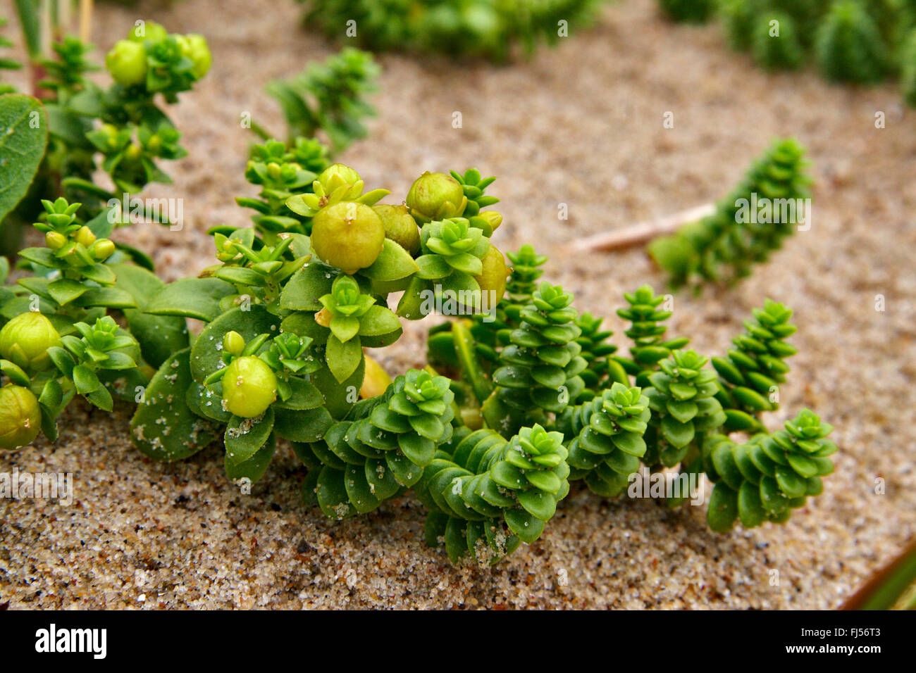 Meer Sandwort, Meer Vogelmiere (Honckenya Peploides), auf einer Düne, Fruchtbildung, Dänemark, Juetland, Nationalpark Thy Stockfoto
